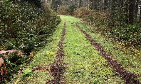 A woodland trail on the central Oregon coast